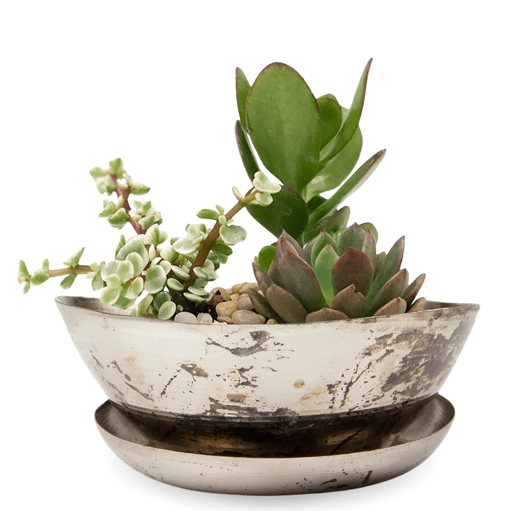 Topper Metal Succulent Dish - Chive US Wholesale