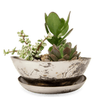 Topper Metal Succulent Dish - Chive US Wholesale