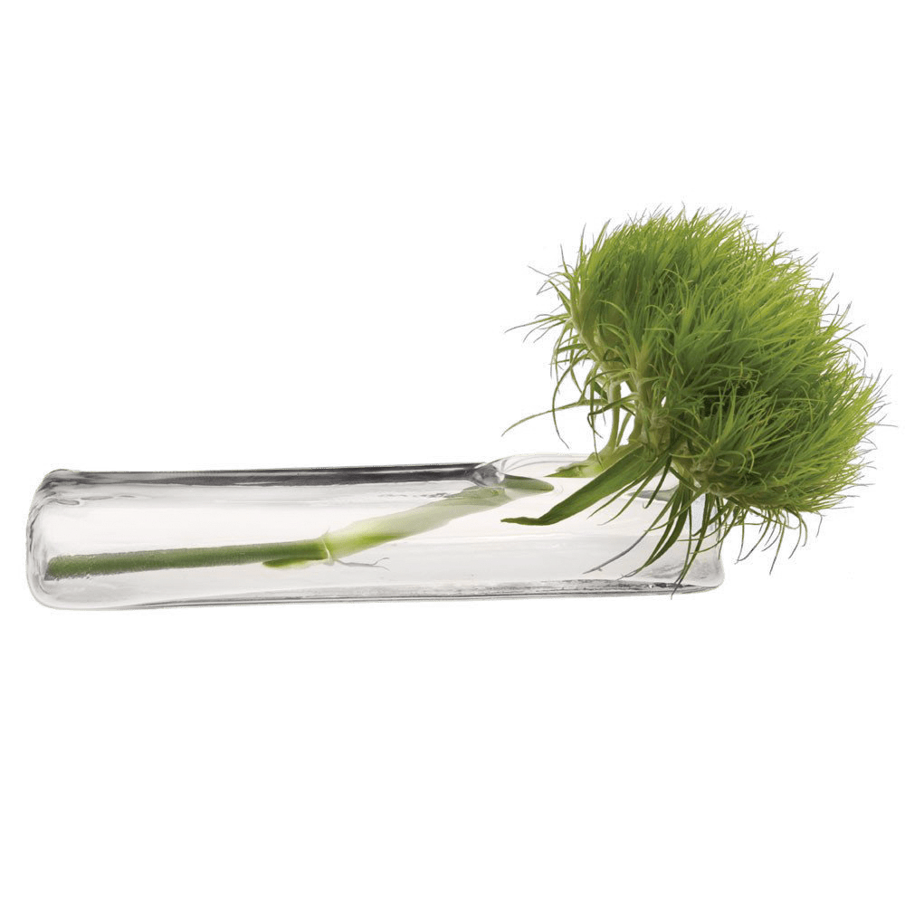 Test Tube Glass Bud Vases - Chive US Wholesale