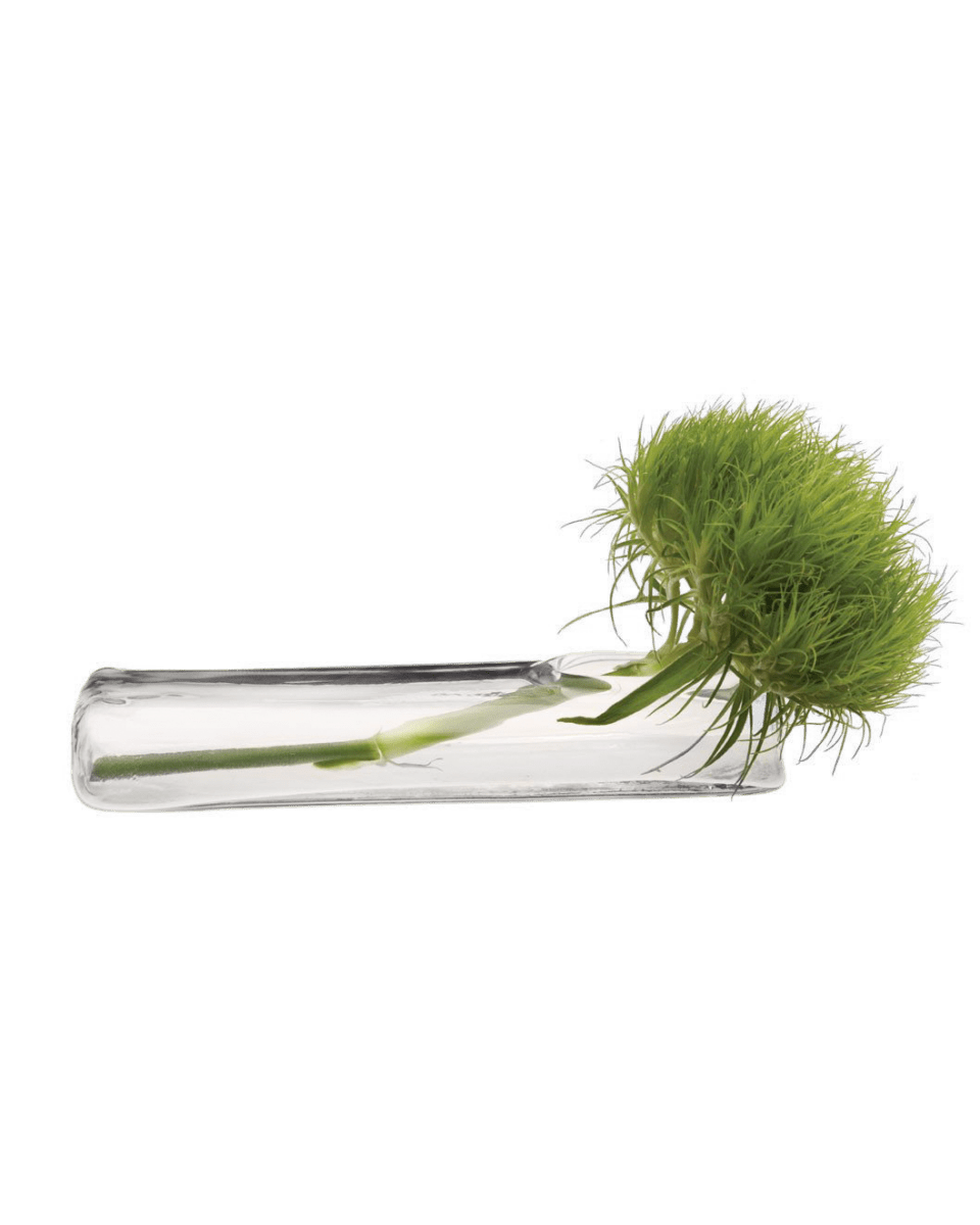 Test Tube Glass Bud Vases - Chive US Wholesale