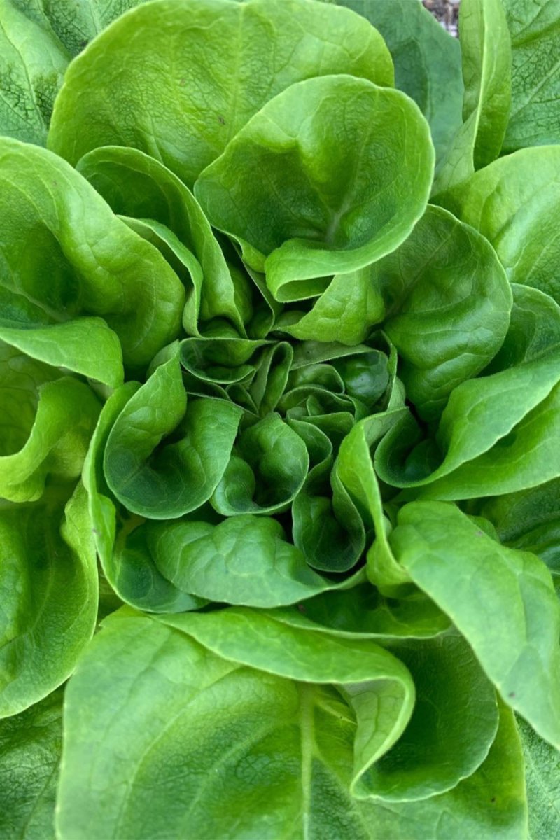Tom Thumb Lettuce Vegetable Seeds Packet - Chive US Wholesale