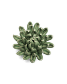 EG14 Jade Green Succulent - Chive US Wholesale