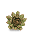 EG12 Avocado Green Firecracker Succulent - Chive US Wholesale