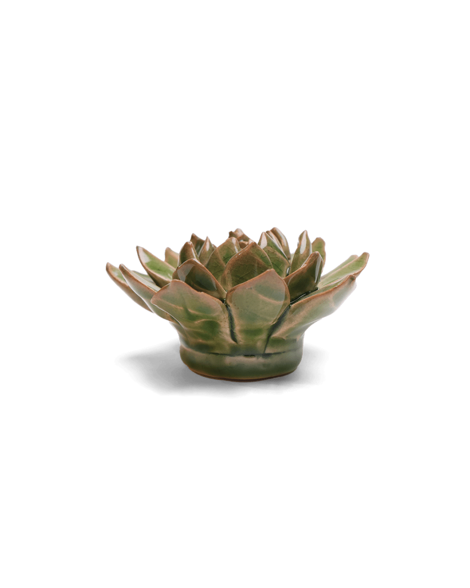 EG12 Avocado Green Firecracker Succulent - Chive US Wholesale