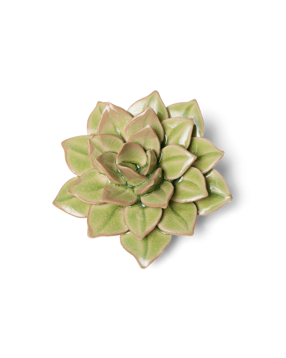 EG10 Peridot Green Fairy Echeveria - Chive US Wholesale