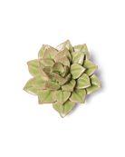 EG10 Peridot Green Fairy Echeveria - Chive US Wholesale