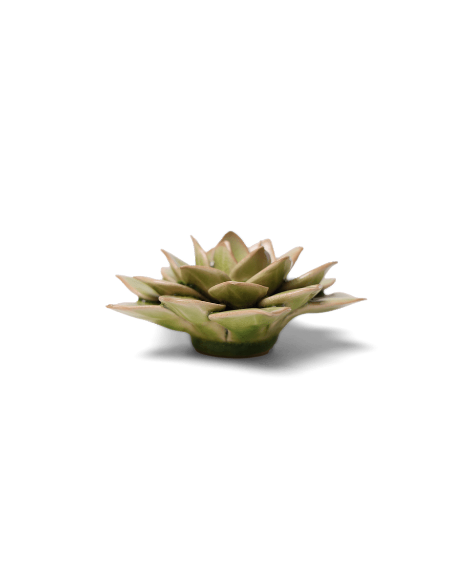 EG10 Peridot Green Fairy Echeveria - Chive US Wholesale