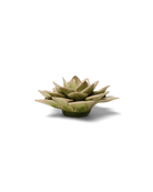 EG10 Peridot Green Fairy Echeveria - Chive US Wholesale
