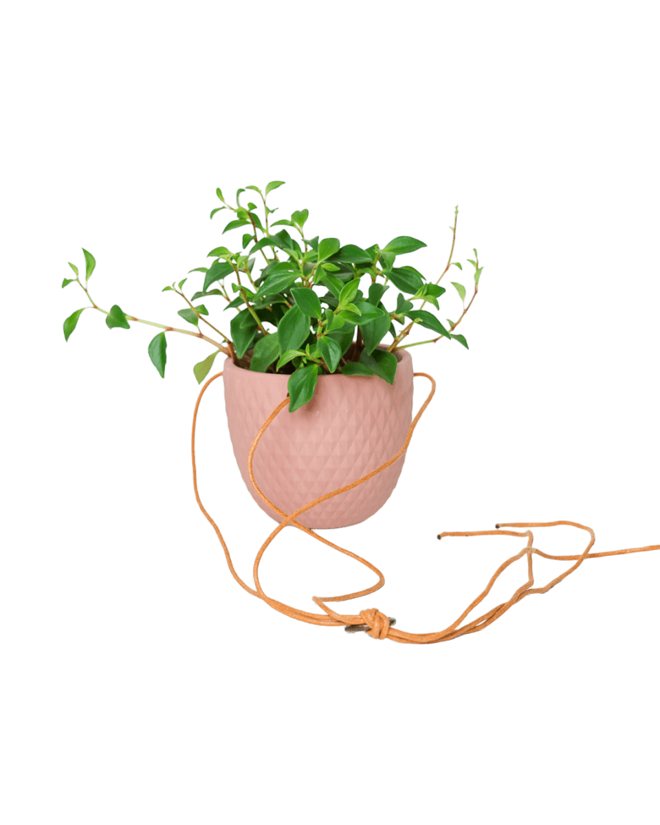 Virago Ceramic Modern Hanging Planter - Chive US Wholesale