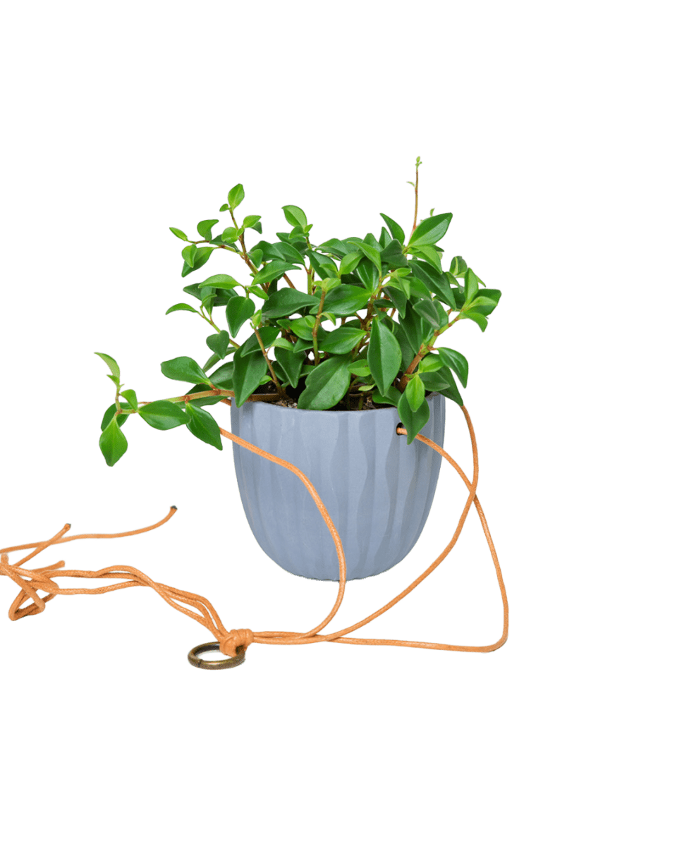 Virago Ceramic Modern Hanging Planter - Chive US Wholesale