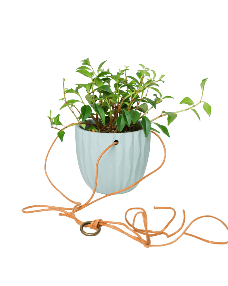 Virago Ceramic Modern Hanging Planter - Chive US Wholesale