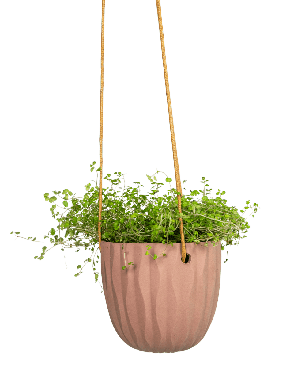 Virago Ceramic Modern Hanging Planter - Chive US Wholesale