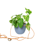 Virago Ceramic Modern Hanging Planter - Chive US Wholesale