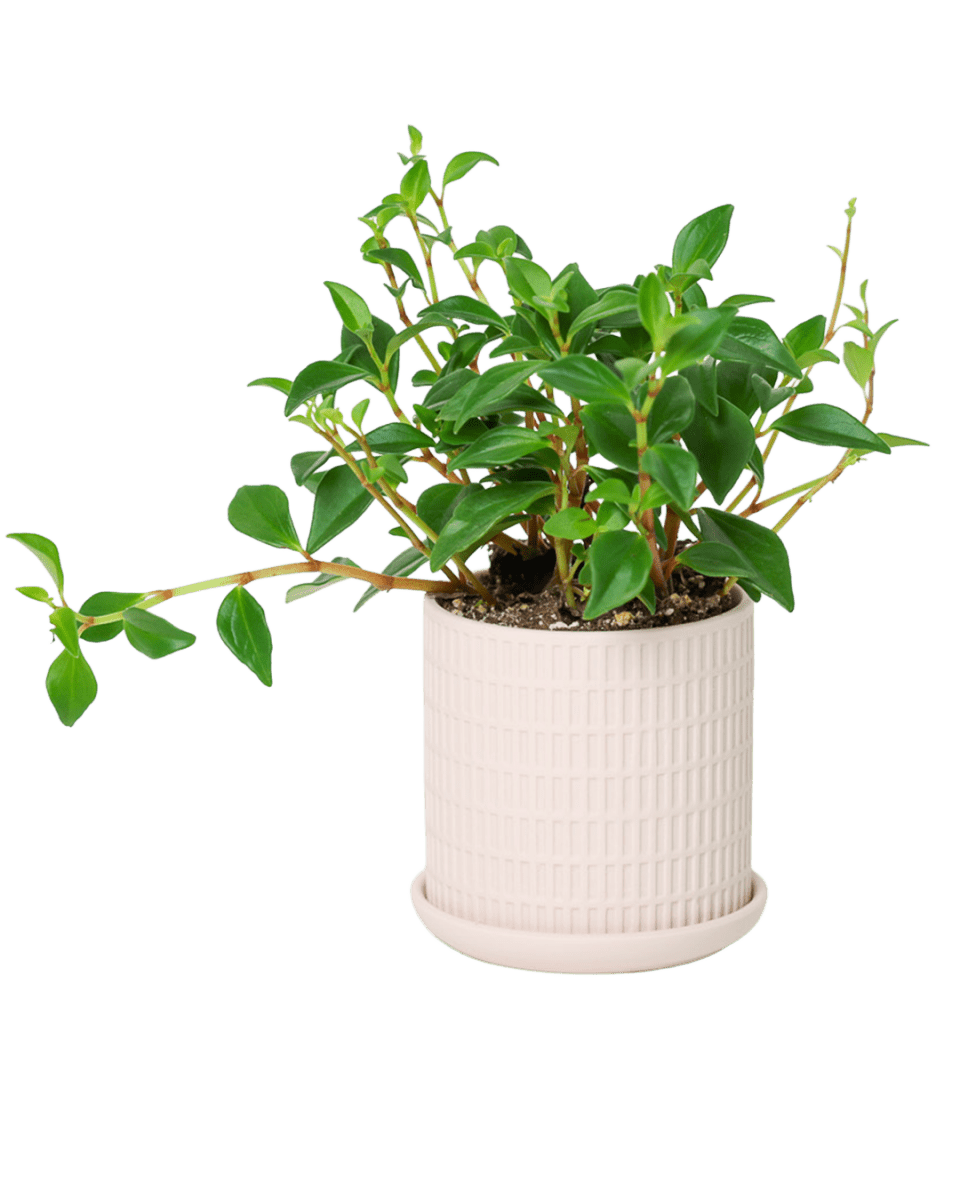 Virago 3.5" Porcelain Pot With Drainage Hole And Saucer - Chive US Wholesale