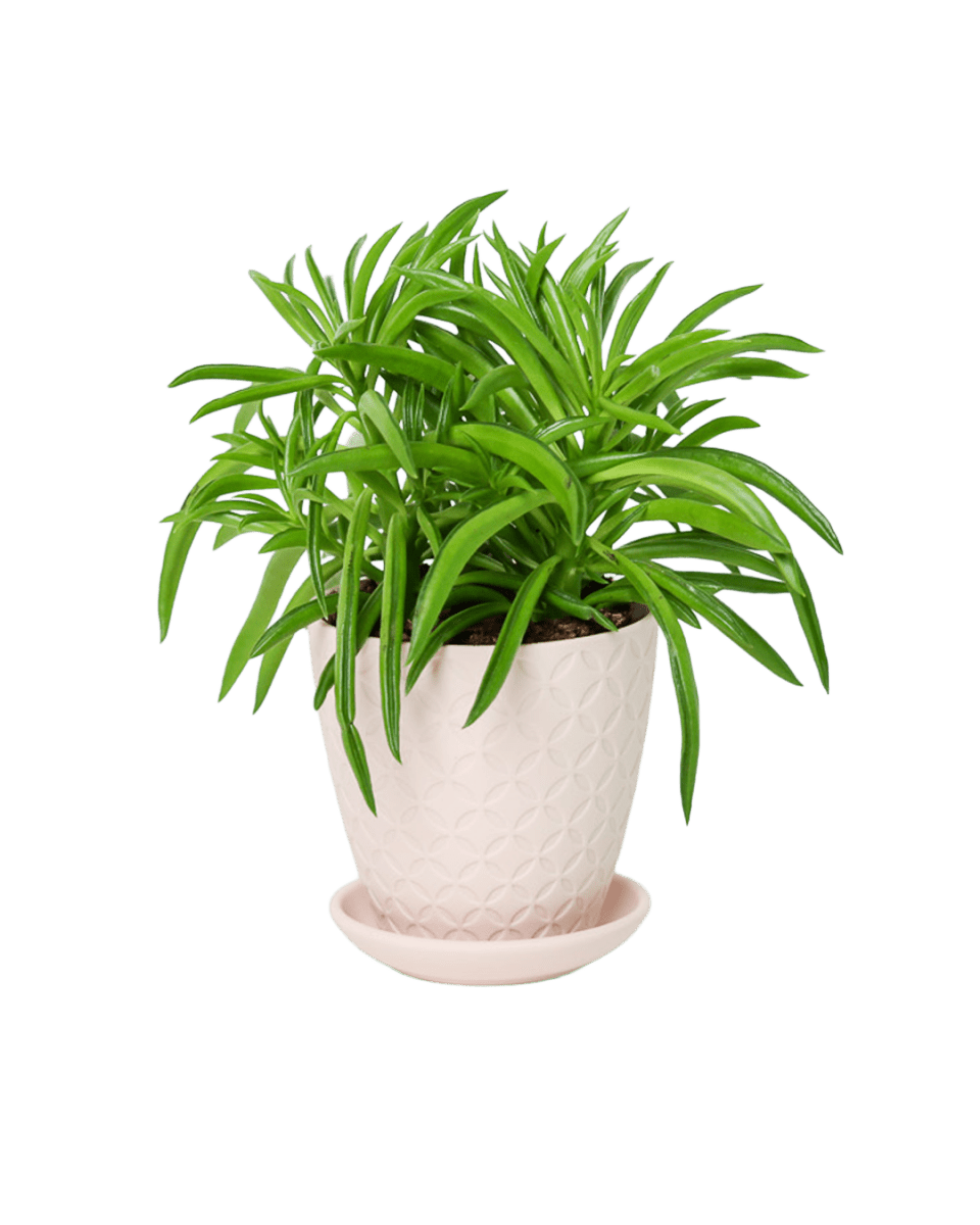 Virago 3.5" Porcelain Pot With Drainage Hole And Saucer - Chive US Wholesale