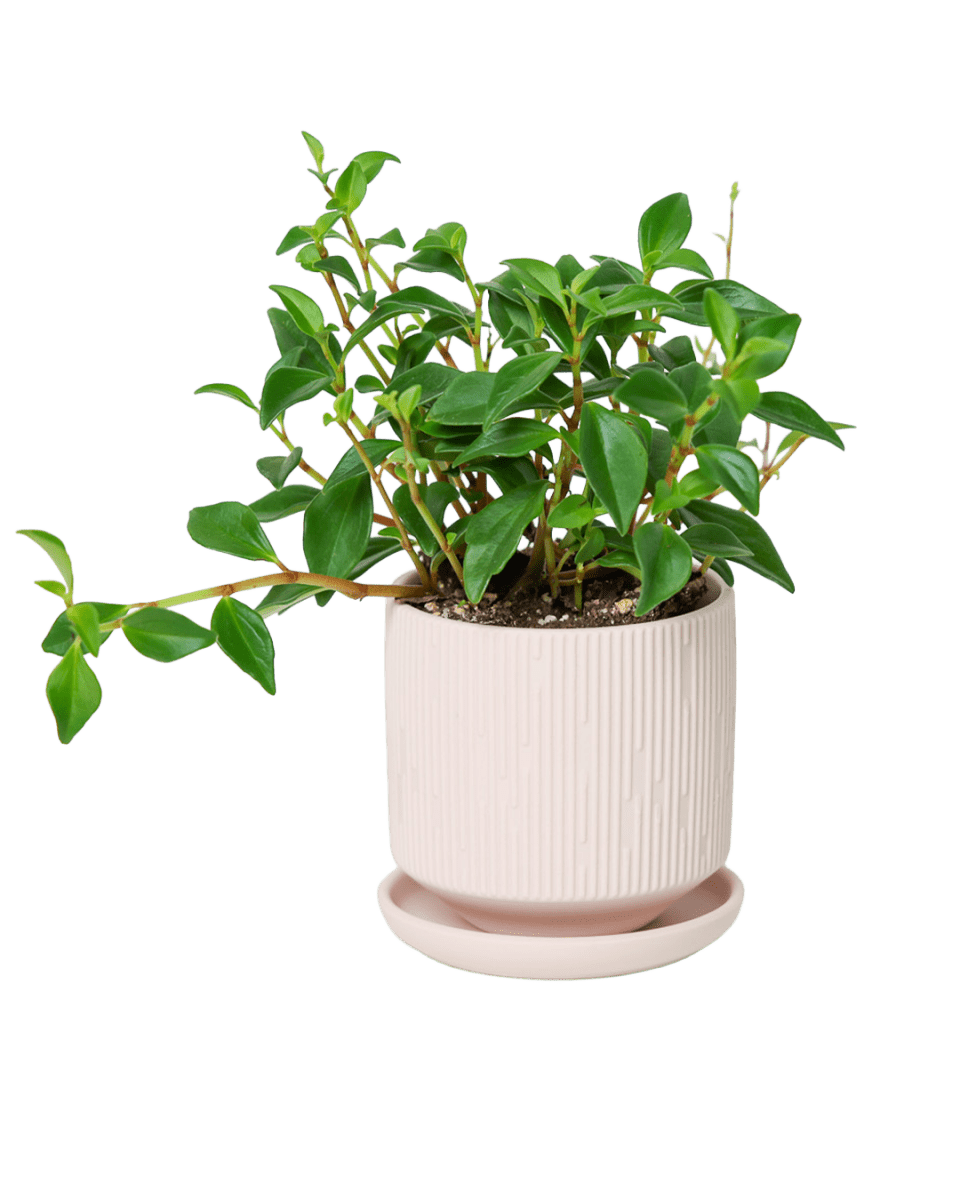 Virago 3.5" Porcelain Pot With Drainage Hole And Saucer - Chive US Wholesale