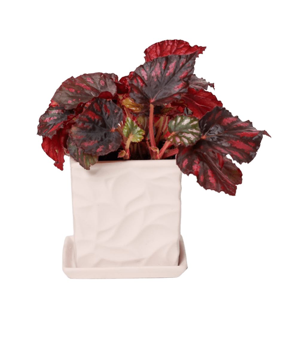 Virago 3.5" Porcelain Pot With Drainage Hole And Saucer - Chive US Wholesale