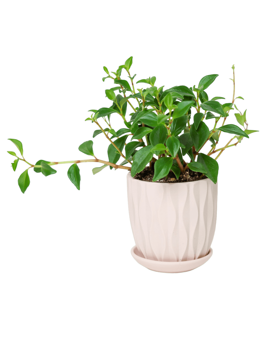 Virago 3.5" Porcelain Pot With Drainage Hole And Saucer - Chive US Wholesale