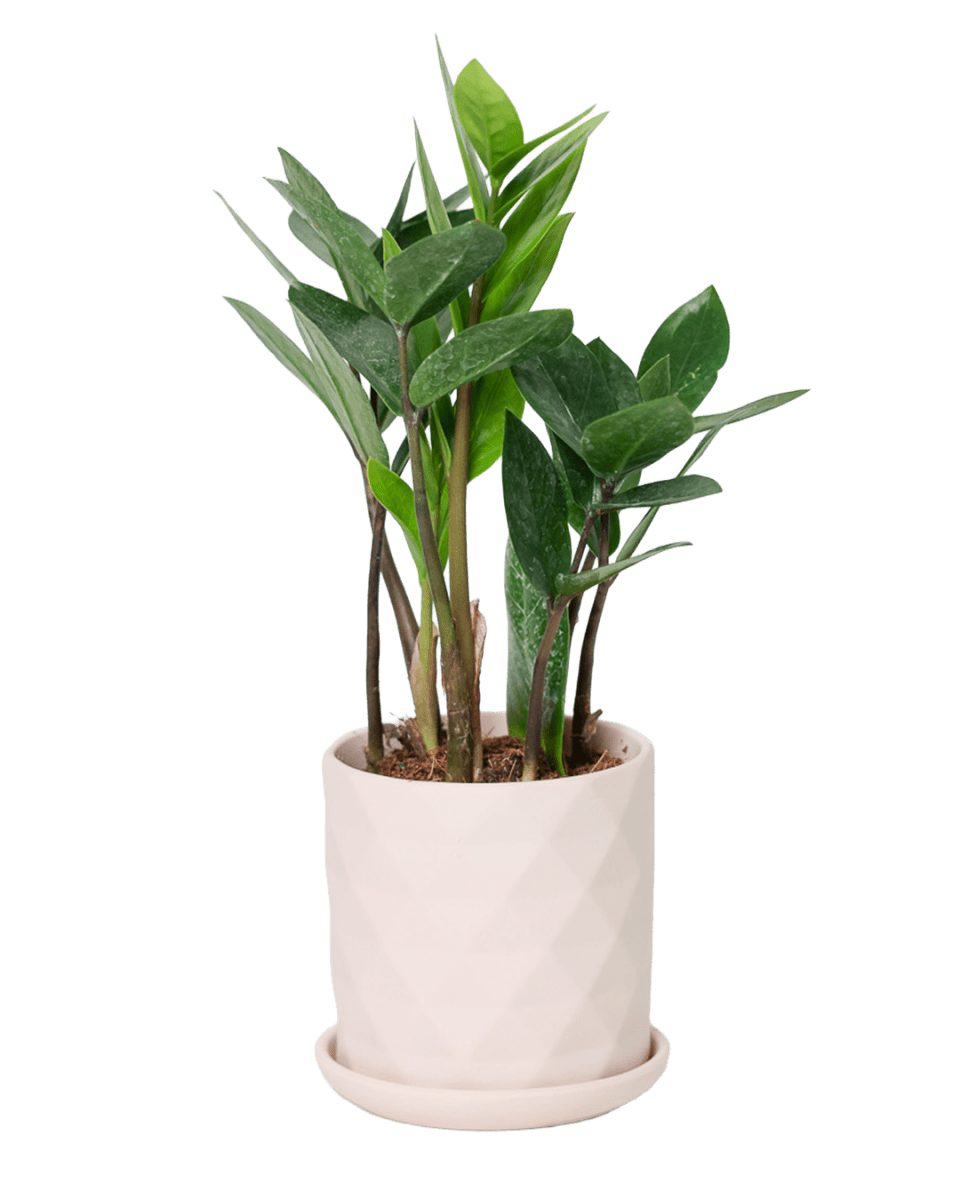 Virago 3.5" Porcelain Pot With Drainage Hole And Saucer - Chive US Wholesale