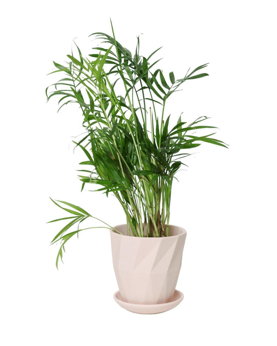 Virago 3.5" Porcelain Pot With Drainage Hole And Saucer - Chive US Wholesale