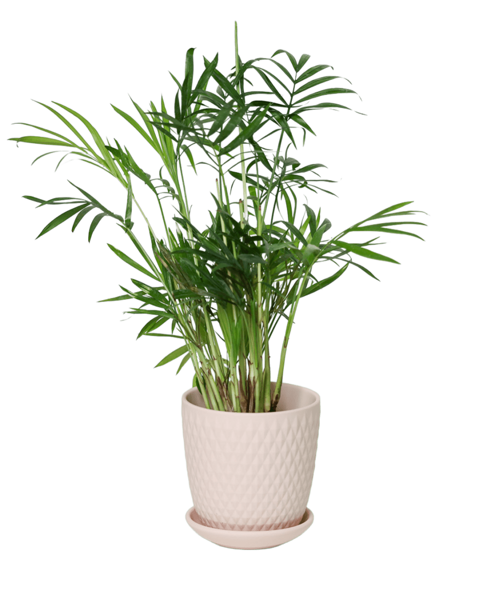 Virago 3.5" Porcelain Pot With Drainage Hole And Saucer - Chive US Wholesale