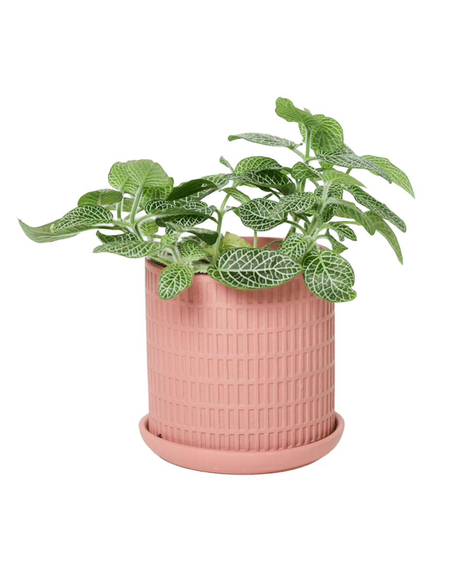 Virago 3.5" Porcelain Pot With Drainage Hole And Saucer - Chive US Wholesale