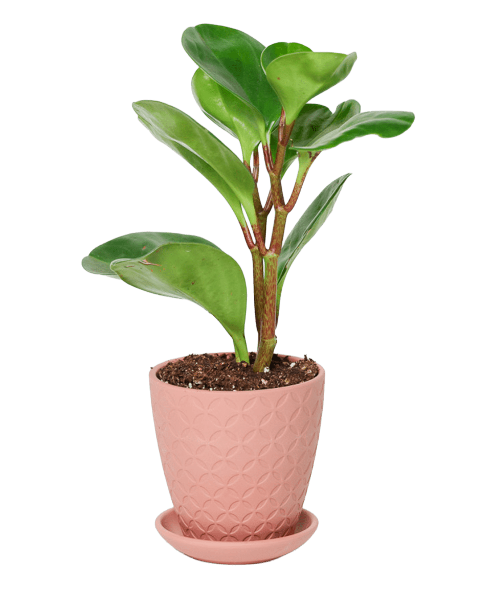 Virago 3.5" Porcelain Pot With Drainage Hole And Saucer - Chive US Wholesale