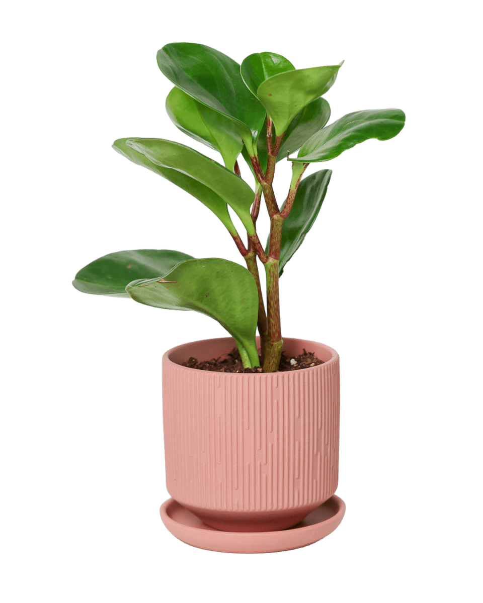 Virago 3.5" Porcelain Pot With Drainage Hole And Saucer - Chive US Wholesale