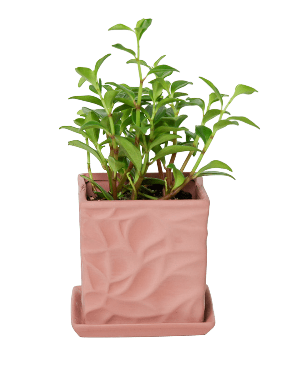 Virago 3.5" Porcelain Pot With Drainage Hole And Saucer - Chive US Wholesale