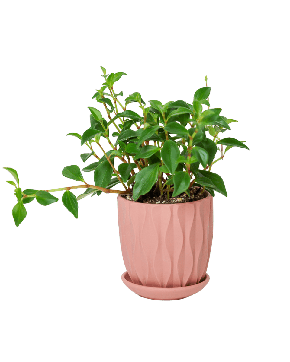 Virago 3.5" Porcelain Pot With Drainage Hole And Saucer - Chive US Wholesale