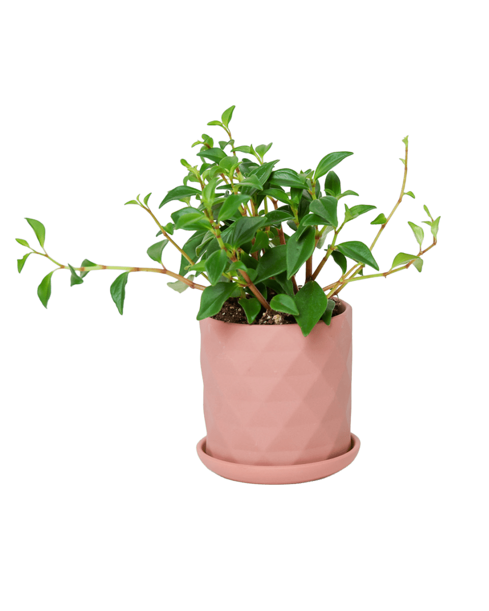 Virago 3.5" Porcelain Pot With Drainage Hole And Saucer - Chive US Wholesale