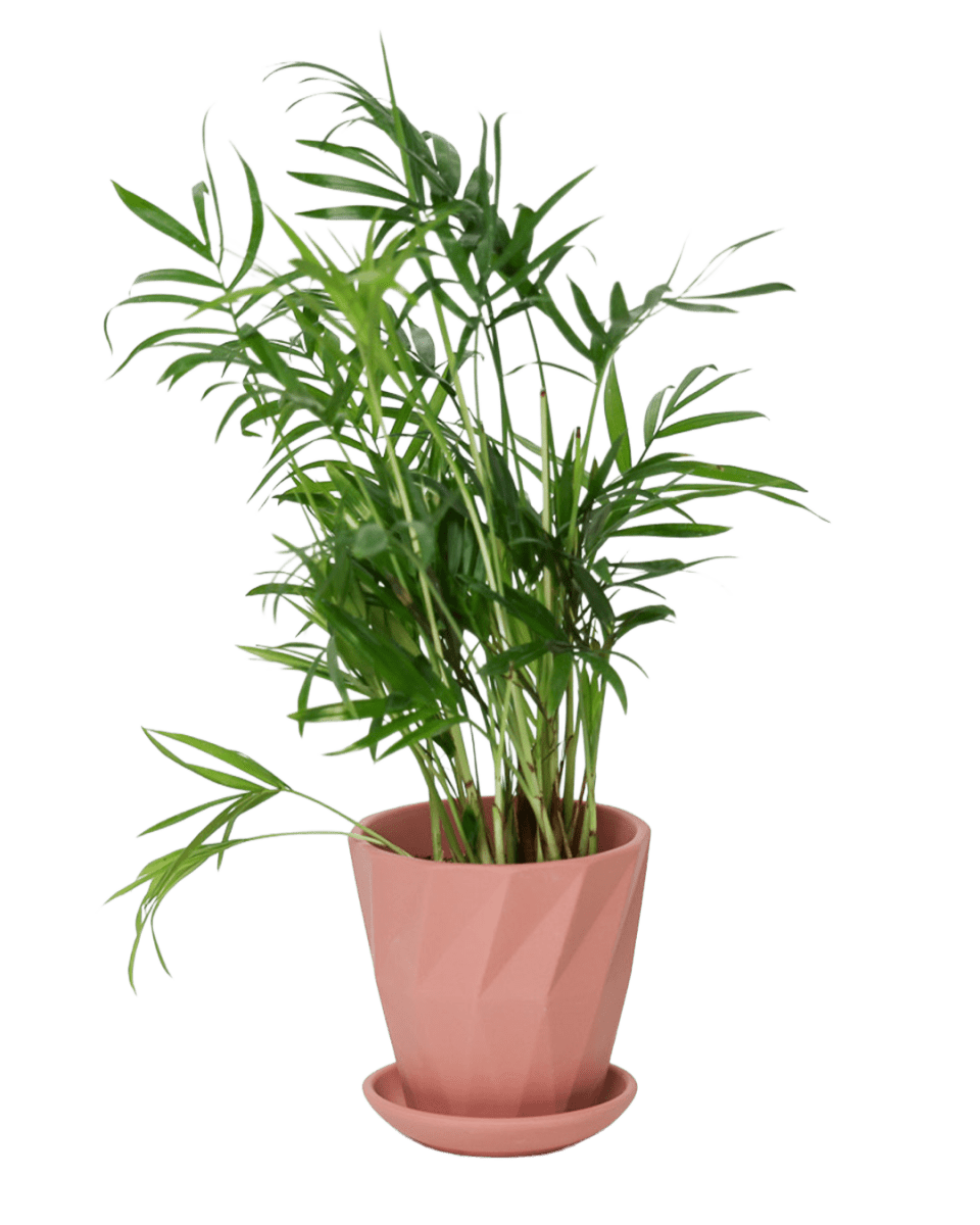 Virago 3.5" Porcelain Pot With Drainage Hole And Saucer - Chive US Wholesale