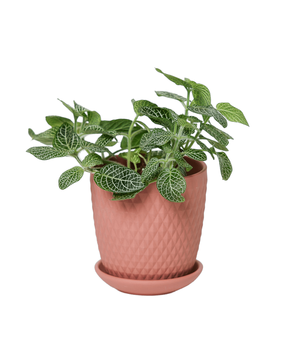 Virago 3.5" Porcelain Pot With Drainage Hole And Saucer - Chive US Wholesale