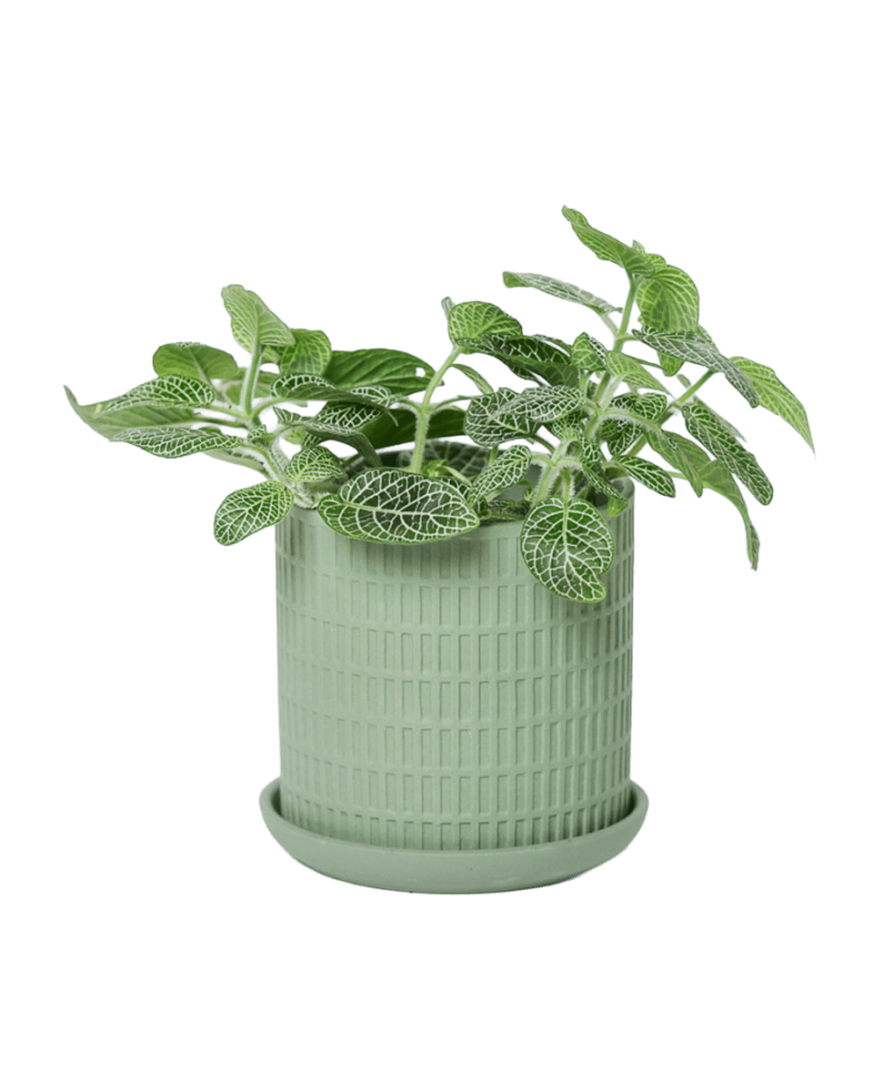 Virago 3.5" Porcelain Pot With Drainage Hole And Saucer - Chive US Wholesale