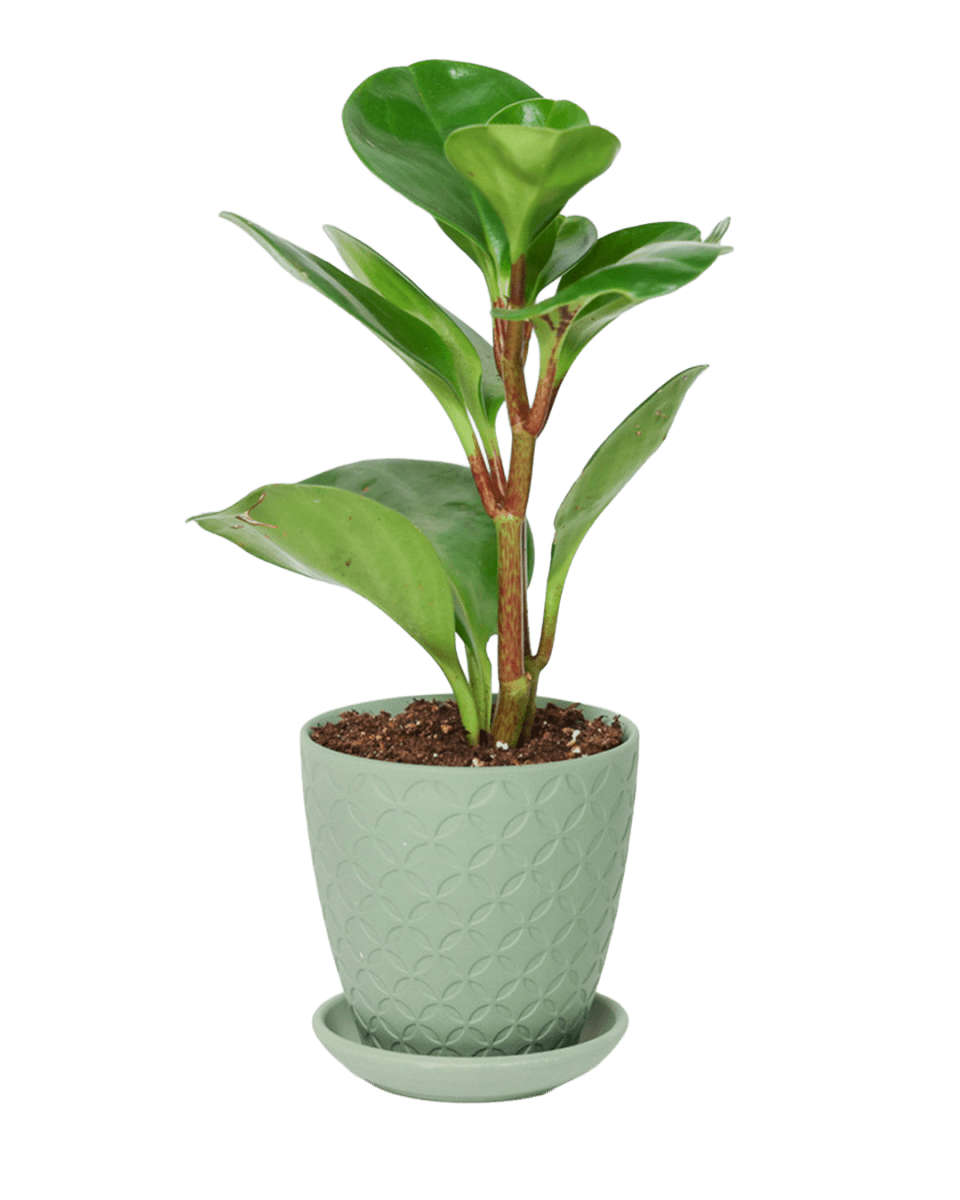 Virago 3.5" Porcelain Pot With Drainage Hole And Saucer - Chive US Wholesale