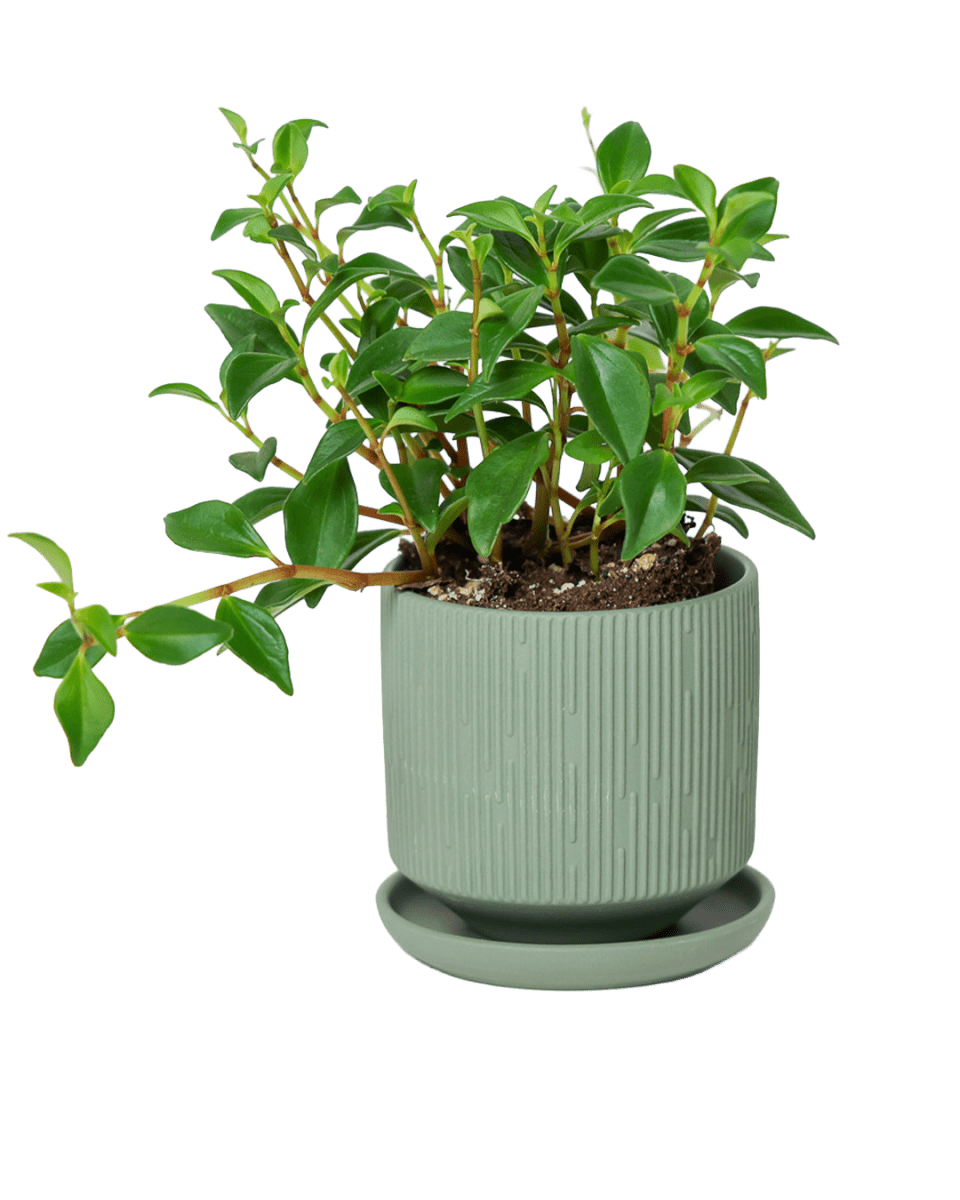 Virago 3.5" Porcelain Pot With Drainage Hole And Saucer - Chive US Wholesale