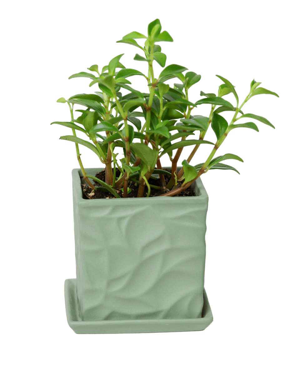 Virago 3.5" Porcelain Pot With Drainage Hole And Saucer - Chive US Wholesale