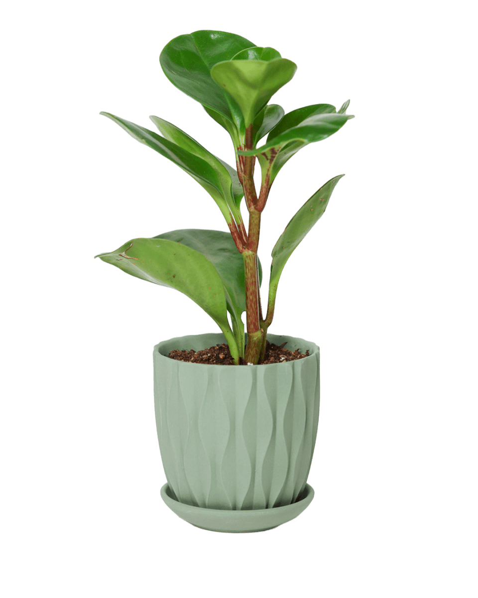 Virago 3.5" Porcelain Pot With Drainage Hole And Saucer - Chive US Wholesale