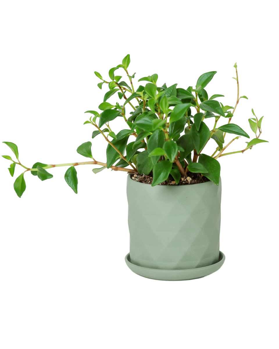 Virago 3.5" Porcelain Pot With Drainage Hole And Saucer - Chive US Wholesale