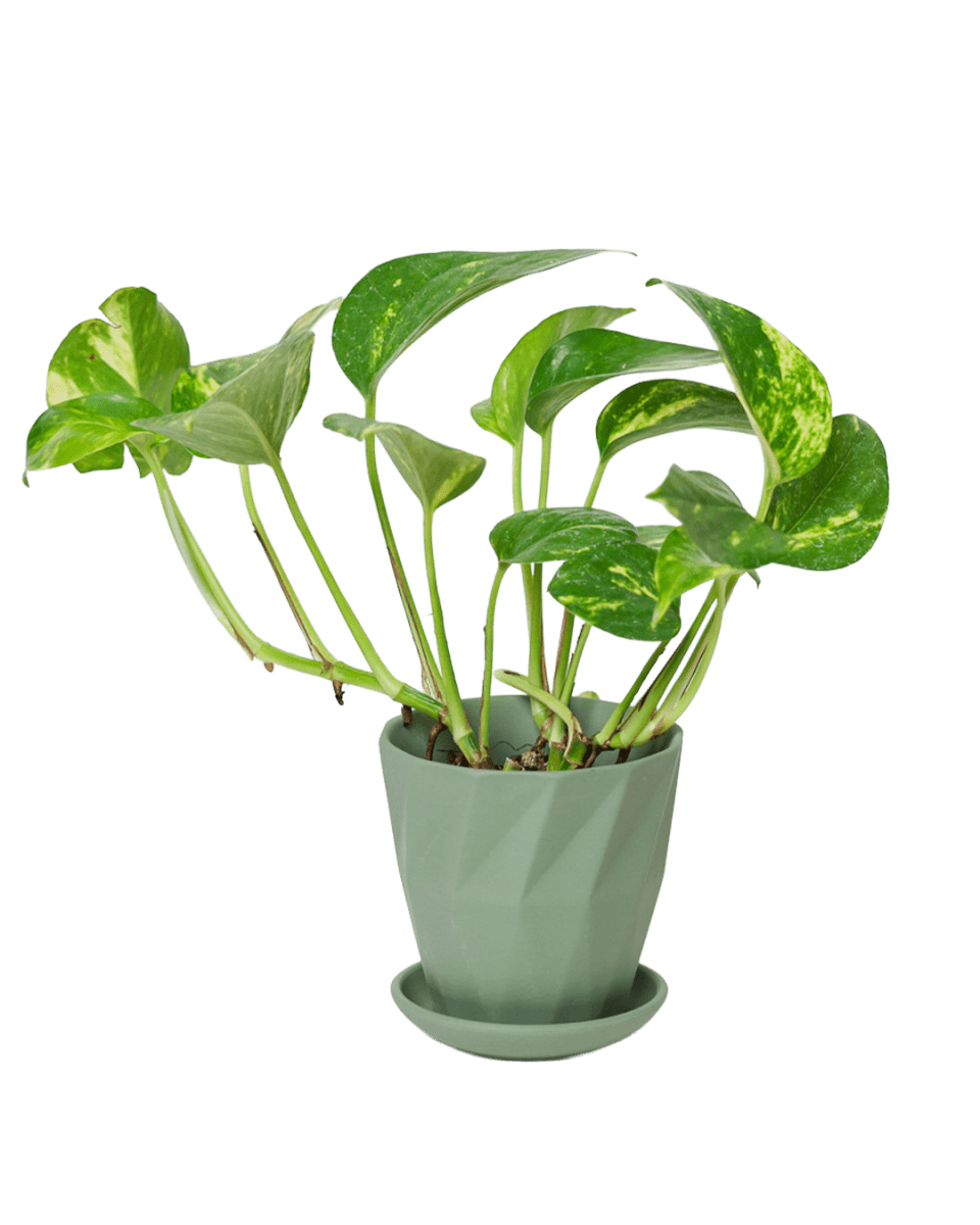 Virago 3.5" Porcelain Pot With Drainage Hole And Saucer - Chive US Wholesale