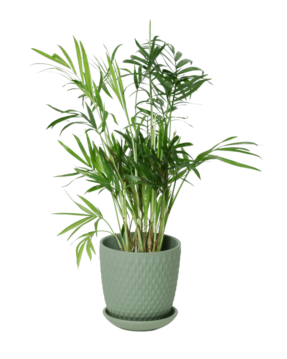 Virago 3.5" Porcelain Pot With Drainage Hole And Saucer - Chive US Wholesale