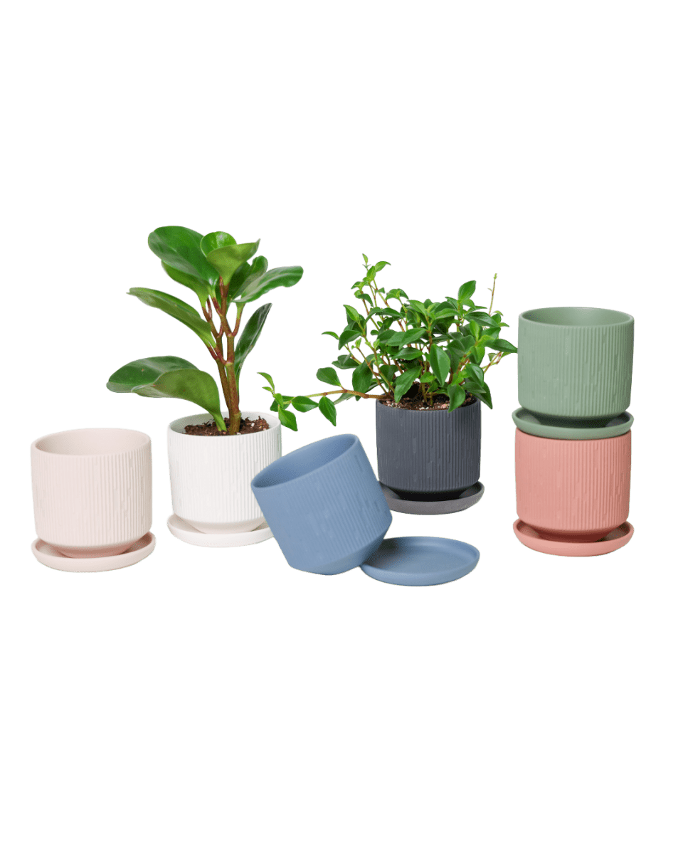 Virago 3.5" Porcelain Pot With Drainage Hole And Saucer - Chive US Wholesale