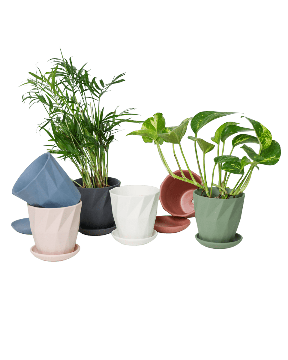 Virago 3.5" Porcelain Pot With Drainage Hole And Saucer - Chive US Wholesale