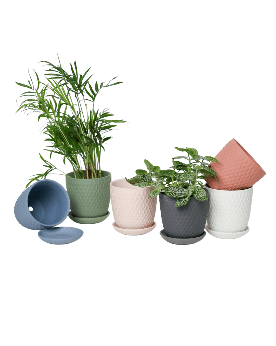 Virago 3.5" Porcelain Pot With Drainage Hole And Saucer - Chive US Wholesale