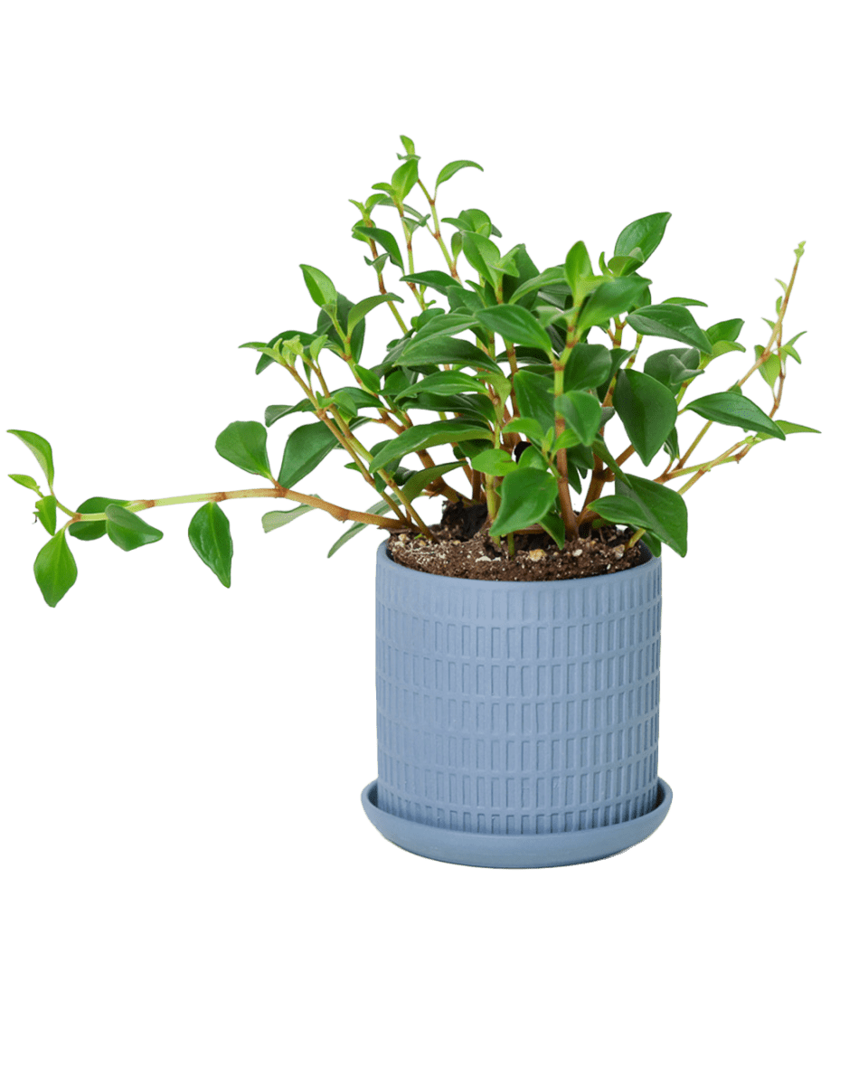 Virago 3.5" Porcelain Pot With Drainage Hole And Saucer - Chive US Wholesale