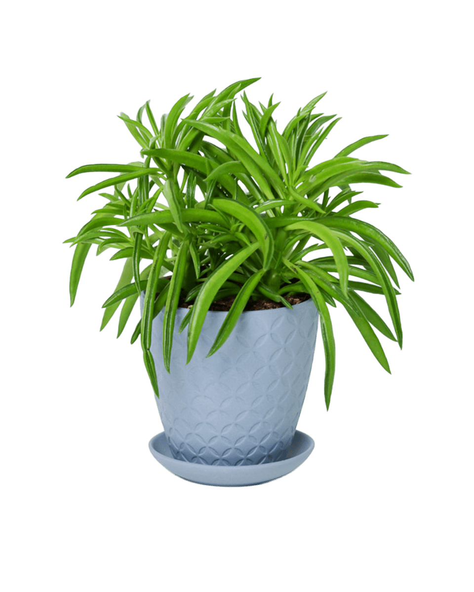 Virago 3.5" Porcelain Pot With Drainage Hole And Saucer - Chive US Wholesale