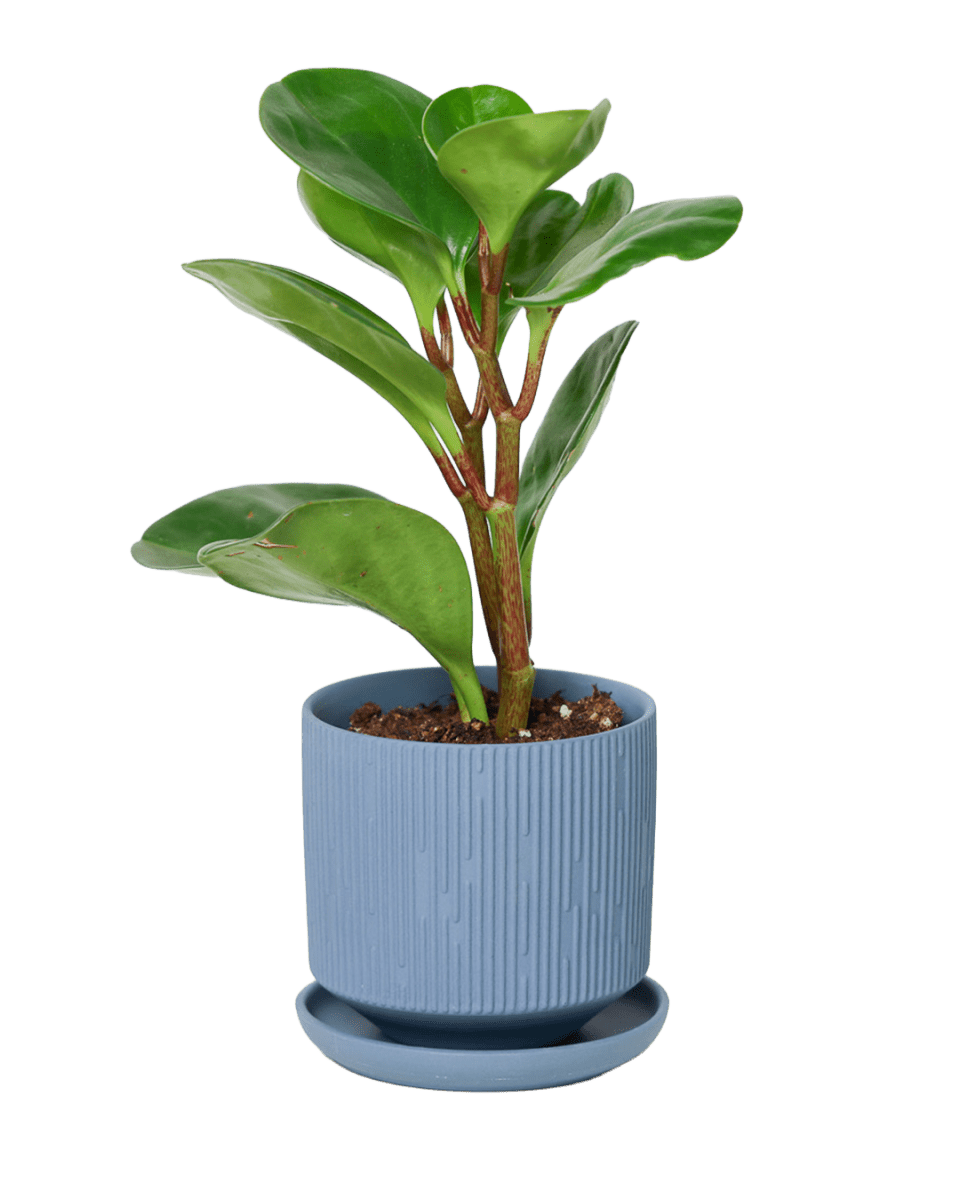 Virago 3.5" Porcelain Pot With Drainage Hole And Saucer - Chive US Wholesale