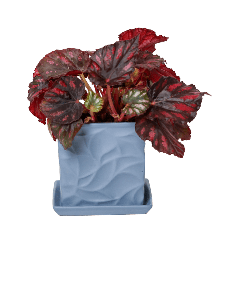 Virago 3.5" Porcelain Pot With Drainage Hole And Saucer - Chive US Wholesale