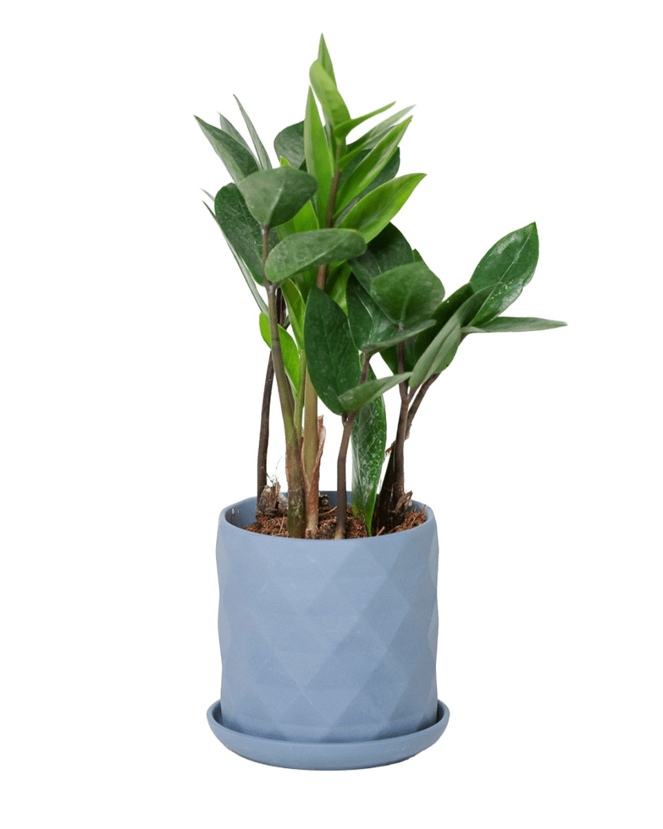 Virago 3.5" Porcelain Pot With Drainage Hole And Saucer - Chive US Wholesale