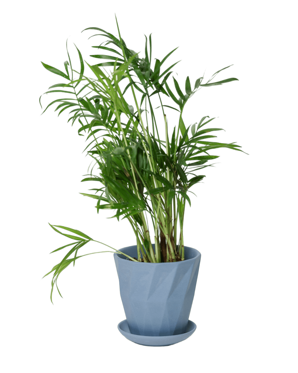 Virago 3.5" Porcelain Pot With Drainage Hole And Saucer - Chive US Wholesale